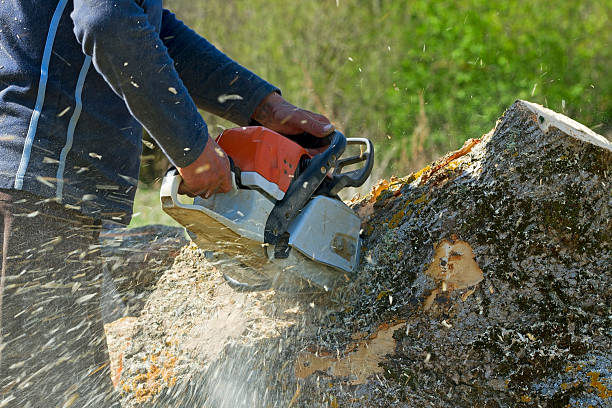 Best Best Tree Removal Services  in Oil City, PA